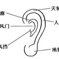 從耳朵看你是否真的聰明過人？