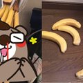 天氣太熱...打開家門發現8根香蕉竟「集體跳樓身亡」！爆笑畫面讓網友：快檢屍啊