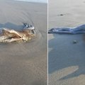 日本網友在海邊發現「超謎生物」！走向前一看更是完全嚇壞…全網路熱議！