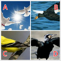 心理測試：4種鳥，哪種飛的高？測出你的人生會飛的多遠！