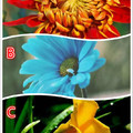 心理測試：選一朵你認為被污染的花，測你內心的強迫症到什麼程度