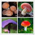 心理測試：四個蘑菇哪個有毒，測你在愛情中容易犯哪些致命錯誤？