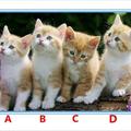 超准心理測試：4隻貓選一隻，測你在異性眼中是怎樣的人？