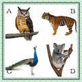 心理測試：4只動物，你看著順眼一隻是？測出你最大的優點和缺點是？