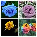 心理測試：4朵玫瑰花，你最喜歡哪一朵？測你下半年的桃花運如何？超准