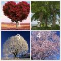 心裡測試：4棵樹，你最喜歡哪一棵？測你這輩子注定是什麼命？超准 