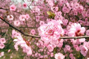 愛情心理測試：2016你的桃花能開幾朵？