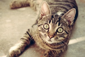 讓你驚訝的十二星座之「最」！