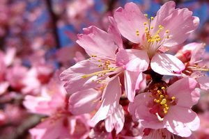 12星座5月桃花運勢哪家強？要好好把握喔！