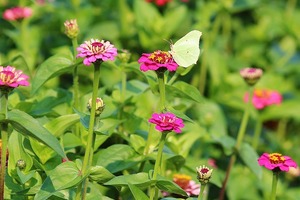 （周運）傑西卡每週星座運勢4.18-4.24（完） 