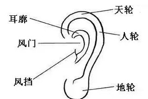 從耳朵看你是否真的聰明過人？