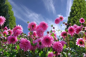 【海百合每日星語】0830獅子座非常輕鬆；處女座狀態不好