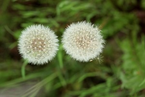 【十二星神】預測十二星座8月30日運勢 金牛短期收益高雙子勿劈腿