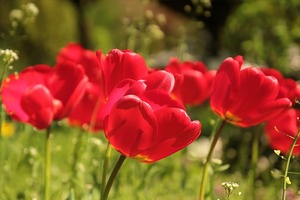 愛情要能開花結果需細心照料，12星座女中誰的愛情死得快？