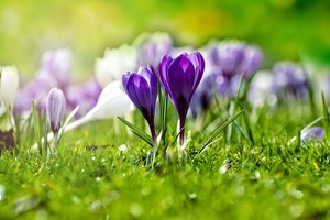 【海百合每日星語】1110射手座藍瘦香菇；摩羯不按常理出招
