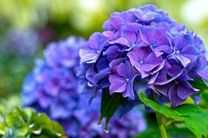 【海百合每日星語】1116獅子座拒絕套路；處女座做事難圓洽 