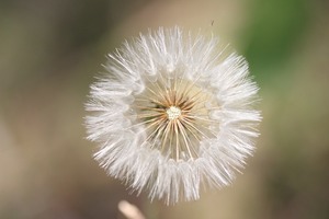【海百合每日星語】1117天秤挑戰新領域；天蠍請好好保護自己