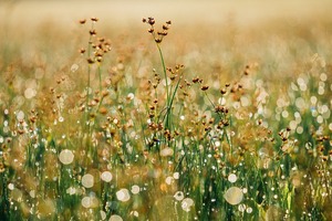 【海百合每日星語】1122白羊座表現出色；金牛座重返混沌