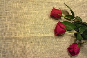 【海百合每日星語】1123雙子要放鬆自己；巨蟹座被控制