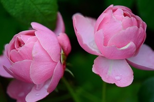 【海百合週末運勢】天秤座非常忙碌；天蠍座充滿歡樂氣息