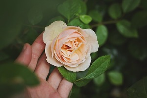 【海百合每週運勢】2016年第50周（12.12~12.18）