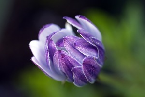 【海百合每日星語】1214天秤座獲得成功；天蠍與過去糾纏 