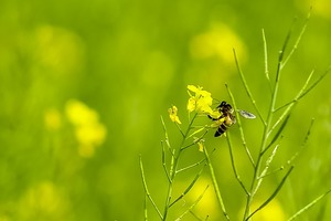 【海百合每日星語】1215射手座喜氣洋洋；摩羯座藍瘦香菇