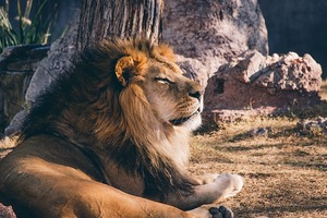 為什麼那麼多人喜歡獅子？