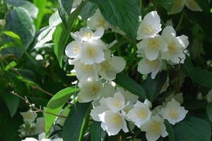 【海百合每日星語】1227白羊座馬到成功；金牛座有意外事件