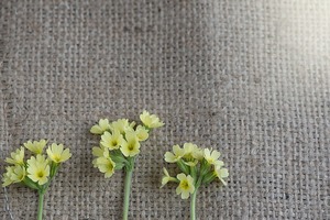 瑪法達一週星座運勢（12.28-1.3）