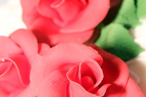 【海百合每日星語】1229獅子座非常自律；處女座隨心所欲