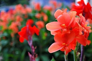 【海百合每日星語】1230天秤需學會傾聽；天蠍座倍感輕鬆