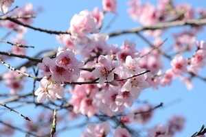 張盛舒2017年1月十二星座運勢