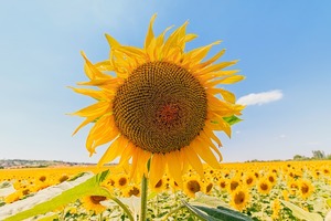 【海百合每日星語】0109射手座是超級幸運兒；摩羯座感情方面有驚喜
