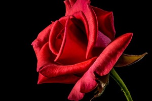 【海百合週末運勢】獅子座易起爭執；處女座請注意身體(01.14-01.15)