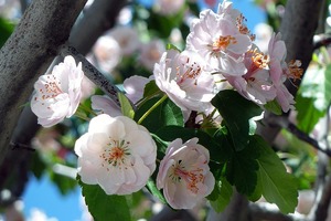 【出生月】看你雞年桃花在哪裡 
