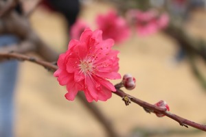 【海百合每日星語】0123獅子座畫風突變；處女座防範意識強