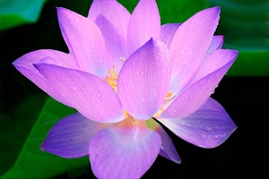 【海百合每日星語】0126水瓶座開始積極；雙魚座有領導氣質