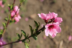 【海百合每日星語】0208天秤座極具鬥志；天蠍座辛福感強