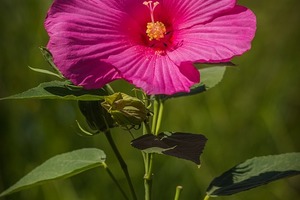 4.8日星座運勢預報：白羊愛需勇氣，雙子桃花朵朵開