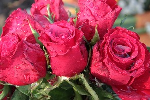 海百合週末運勢｜金牛座桃花運非常旺；水瓶座顯得很孤獨