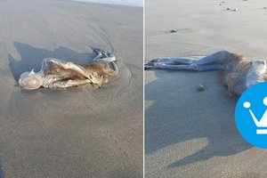 日本網友在海邊發現「超謎生物」！走向前一看更是完全嚇壞…全網路熱議！