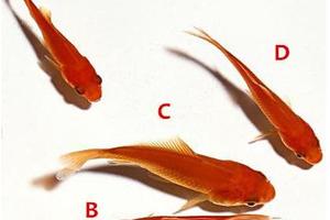 心理測試：四條財運錦鯉，哪個能給你帶來財運？測你有沒有富貴命