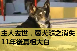 主人去世，愛犬隨之消失，11年後真相大白：我願一生孤獨，只為愛你如初