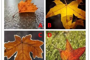 四片落葉，你選哪片？ 測你身邊的貴人是誰？