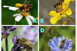心理測試：假如變身小蜜蜂你會采哪朵花，測下半年你能成功脫單嗎