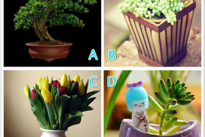 心理學：你會選擇哪個盆栽擺在自家陽台？測你會過上怎樣的生活