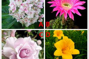心理學：選一朵你最喜歡的花，測出你能遇見什麼樣的愛情？