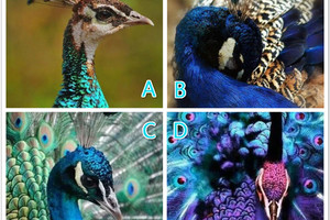 心理測試：4只孔雀哪一隻最美，測你在異性眼中的地位？