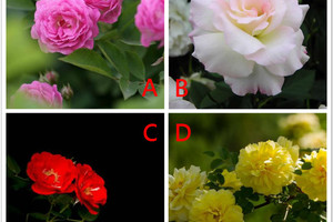 心理學：選一朵你認為好看的薔薇，測你未來三個月哪方面收穫最大